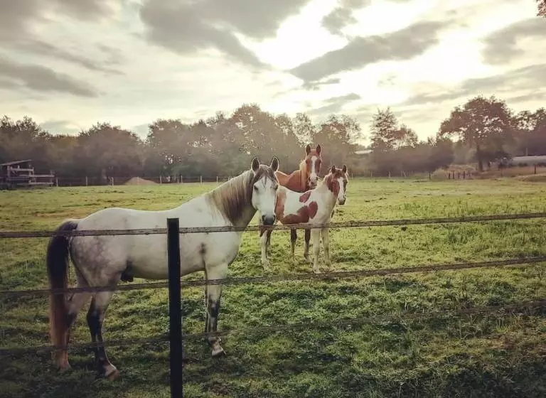 ベッドアンドブレックファースト Le Ranch Amadeus