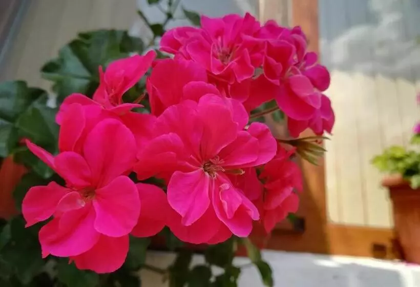 Pension Guest House Ganovi