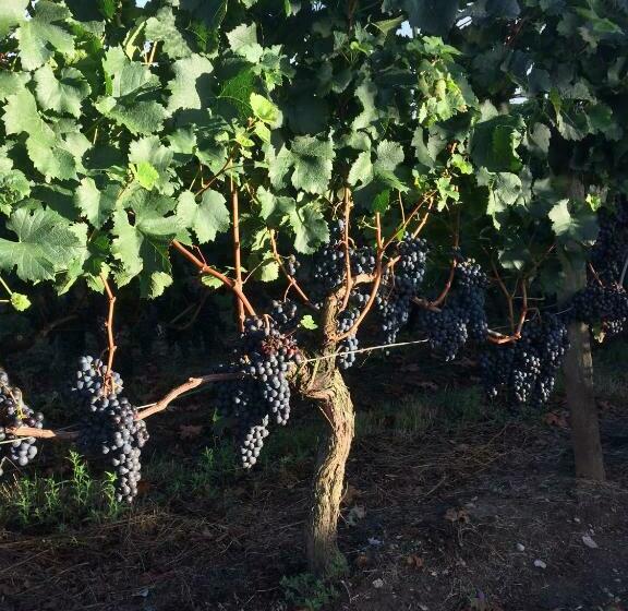 تختخواب و صبحانه Au Charmant Des Vignes