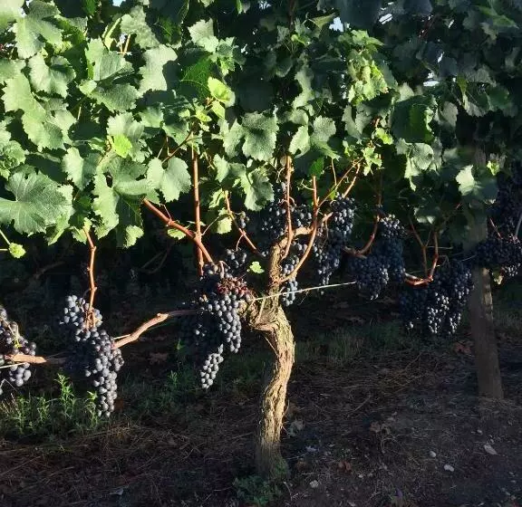 Aamiaismajoitus (B&B) Au Charmant Des Vignes