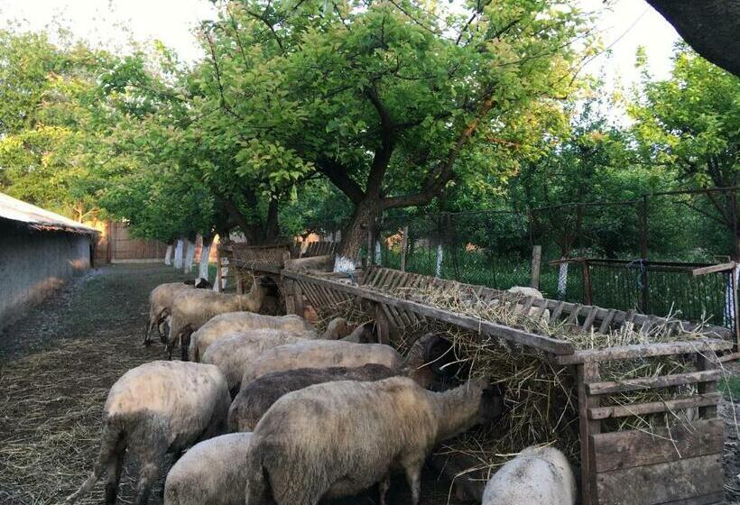 Отель Pensiunea Silva