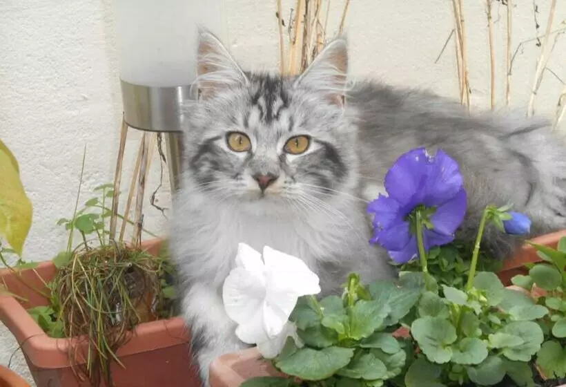 Aamiaismajoitus (B&B) La Mare Aux Fées