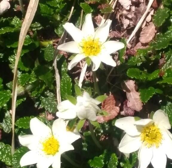 فندق Villgraterhof