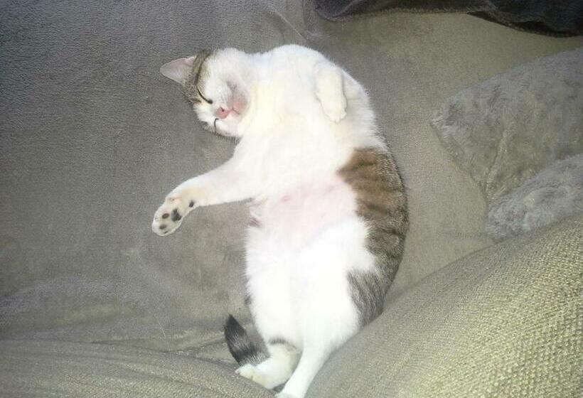 مبيت وإفطار La Licorne