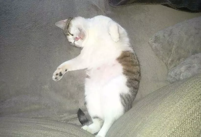 Aamiaismajoitus (B&B) La Licorne