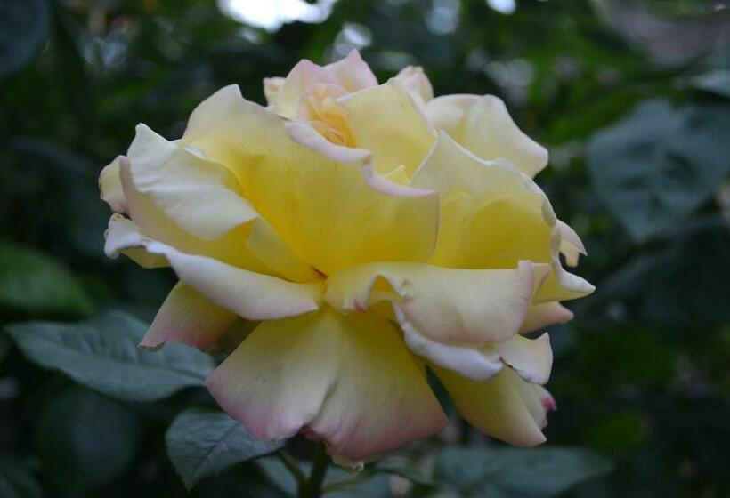 مبيت وإفطار La Licorne