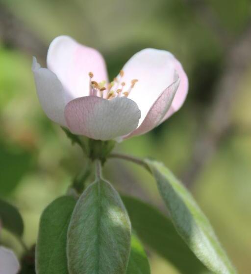 تختخواب و صبحانه Quinta Luz Do Sol