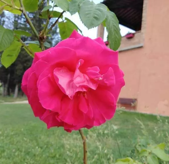 Aamiaismajoitus (B&B) Villa Niccoli