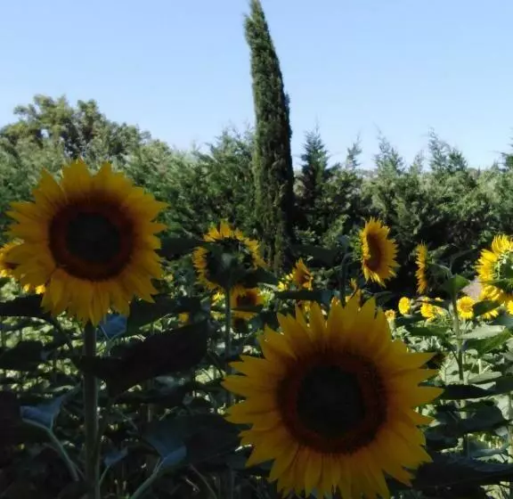 Aamiaismajoitus (B&B) Villa Niccoli