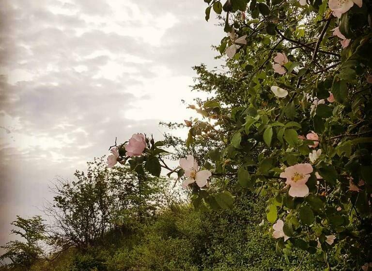 צימר Villa Niccoli