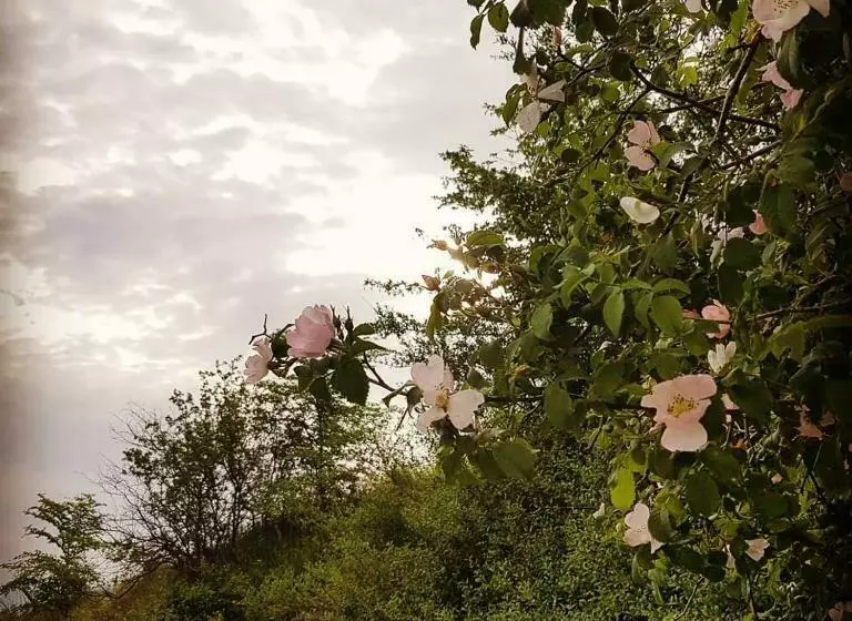 Aamiaismajoitus (B&B) Villa Niccoli