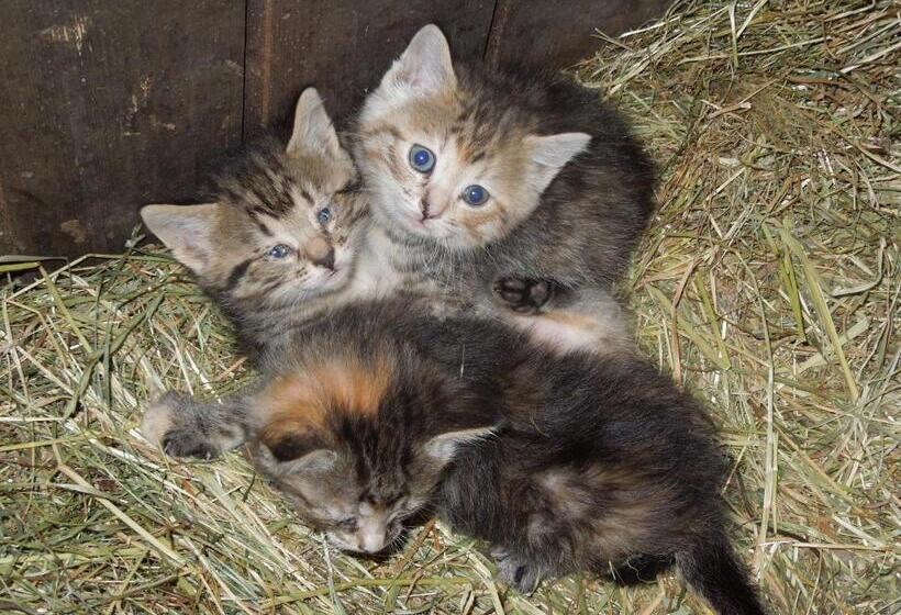 ホテル Filzerlehen