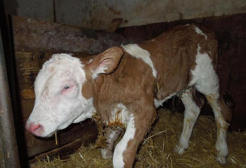 ホテル Filzerlehen