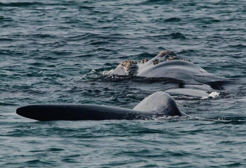 Logans Beach Apartments   The Loft