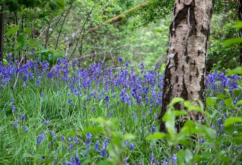 Bed and Breakfast Buckthorns House
