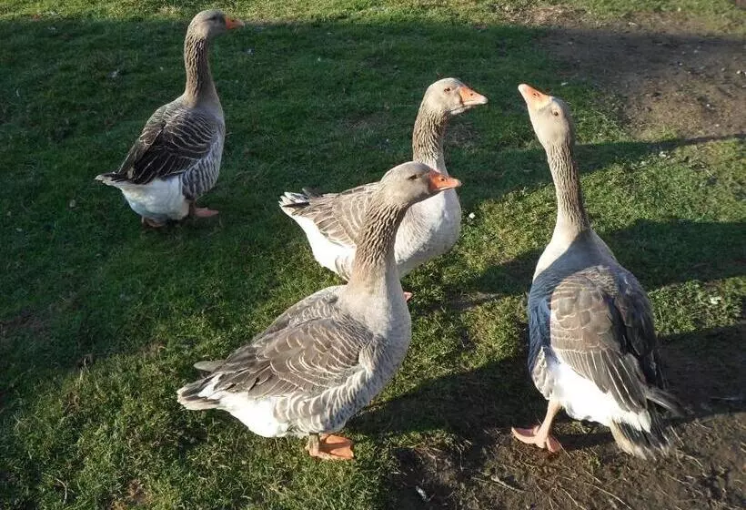 Aamiaismajoitus (B&B) Les Colombes De La Baie Du Mont Saint Michel