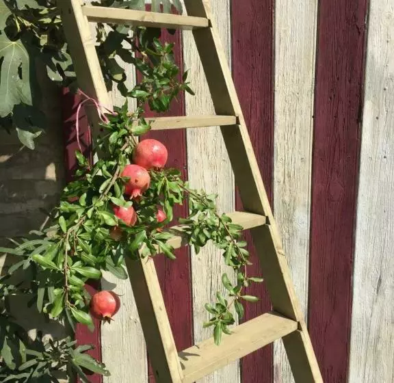 Aamiaismajoitus (B&B) Villa Pacchioni