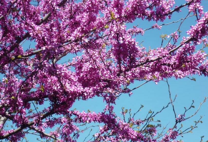 مبيت وإفطار La Pergola