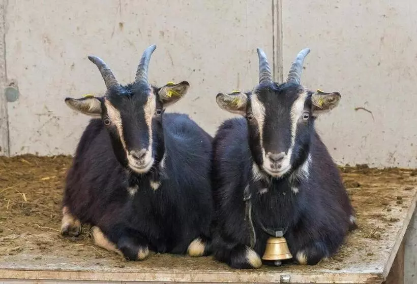 ホテル Bio Bauernhof Niederlehen