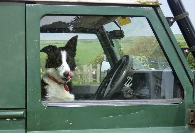 Bed and Breakfast Llety Farm