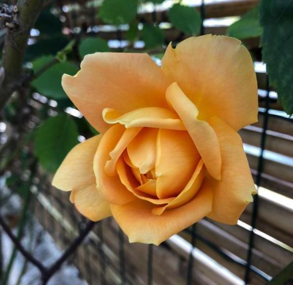 צימר La Casa Del Limoneto