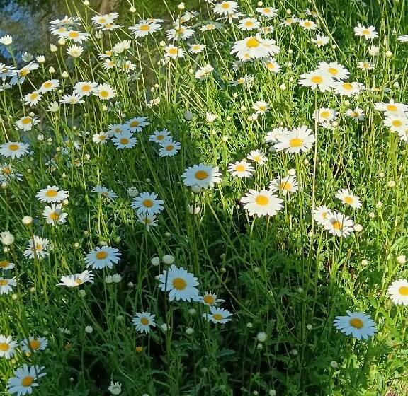 Bed and Breakfast Le Moulin De Saubrigues