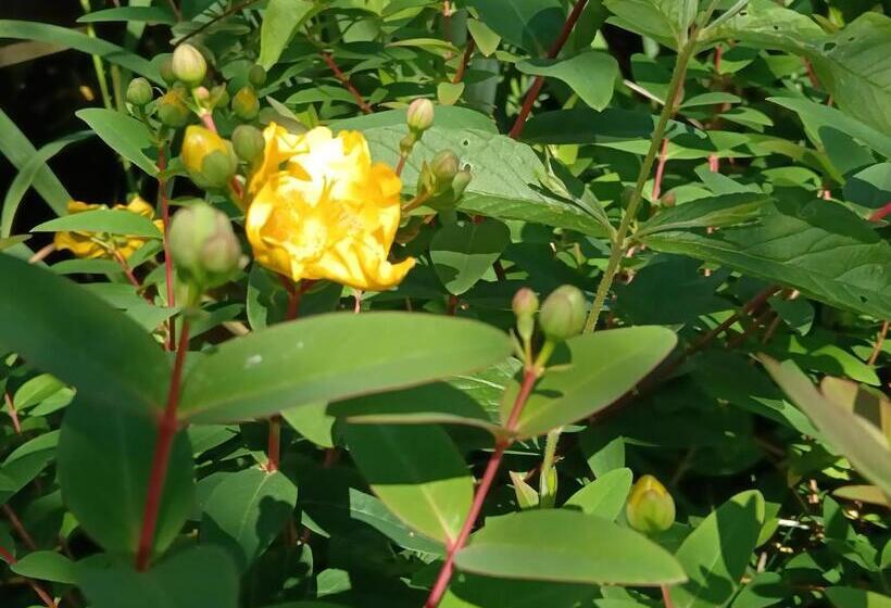 Bed and Breakfast Le Moulin De Saubrigues