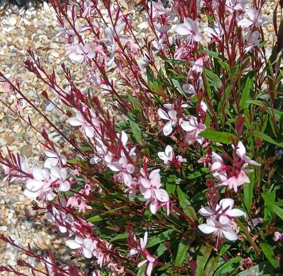 Bed and Breakfast Le Moulin De Saubrigues