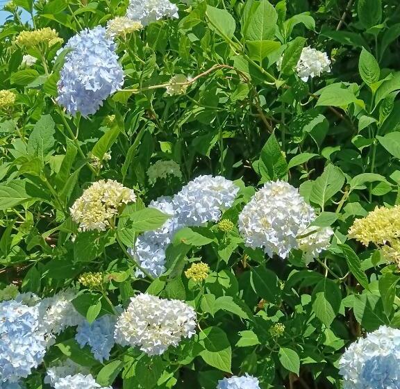 Bed and Breakfast Le Moulin De Saubrigues