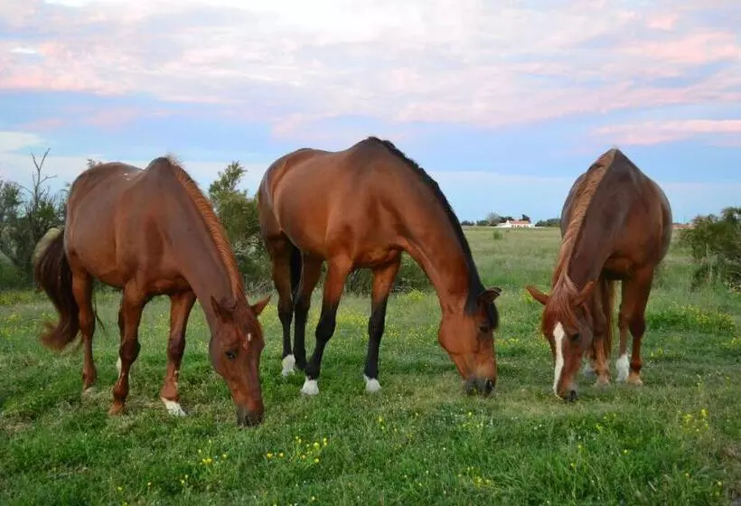 Aamiaismajoitus (B&B) Les Pensions Du Joslin