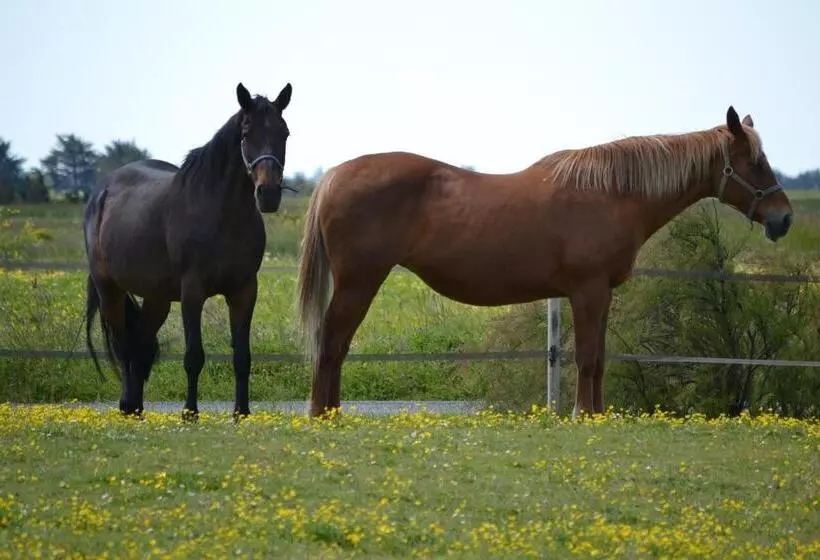 Aamiaismajoitus (B&B) Les Pensions Du Joslin