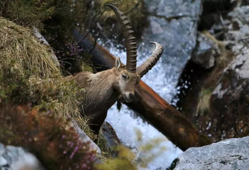 Aamiaismajoitus (B&B) Pension Adlerhorst