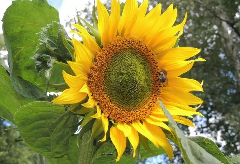 ペンション Lindenhof