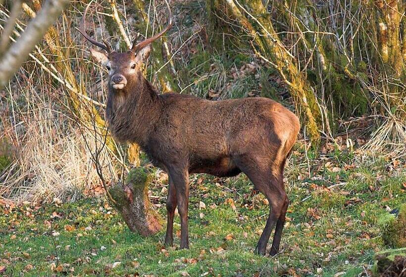 Riverside Cottage B&b
