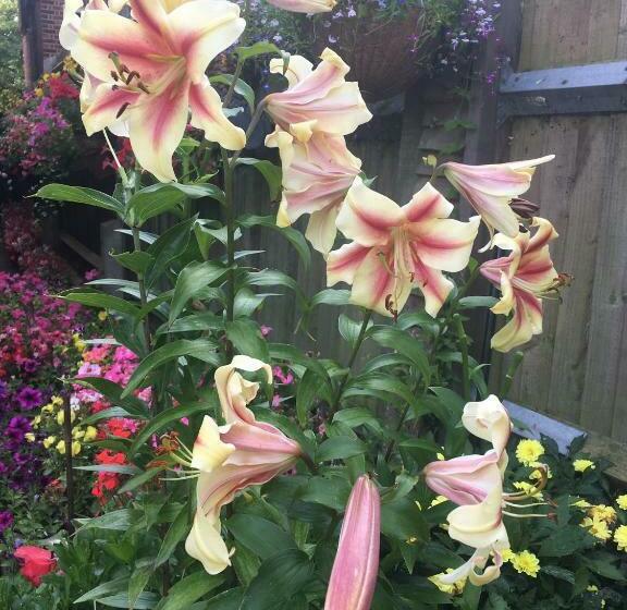 민박 38 Whitehall Road