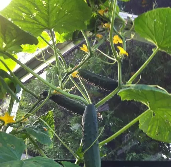 Aamiaismajoitus (B&B) 38 Whitehall Road