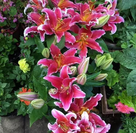 Aamiaismajoitus (B&B) 38 Whitehall Road