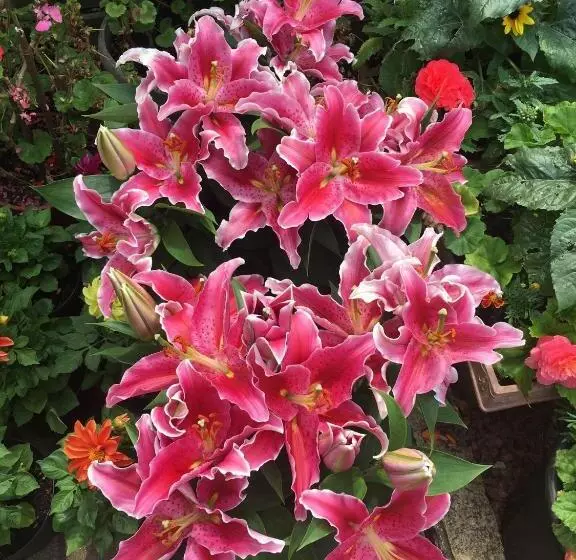 Aamiaismajoitus (B&B) 38 Whitehall Road