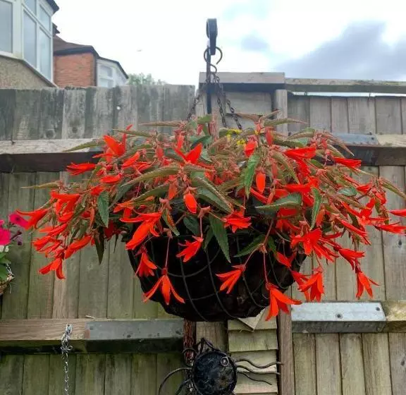 Aamiaismajoitus (B&B) 38 Whitehall Road