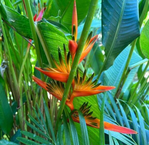 پانسیون L Escale Tropicale