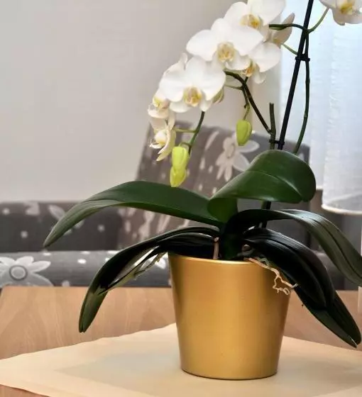 ホテル Pod Zeleným Dubem