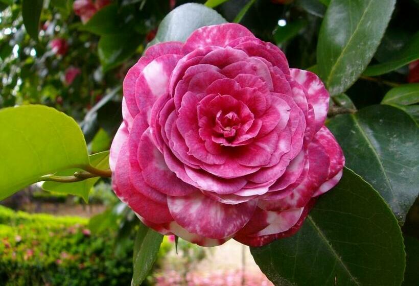 Pensionat Quarto Das Lamparinas