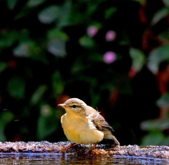 Pensionat Quarto Das Lamparinas