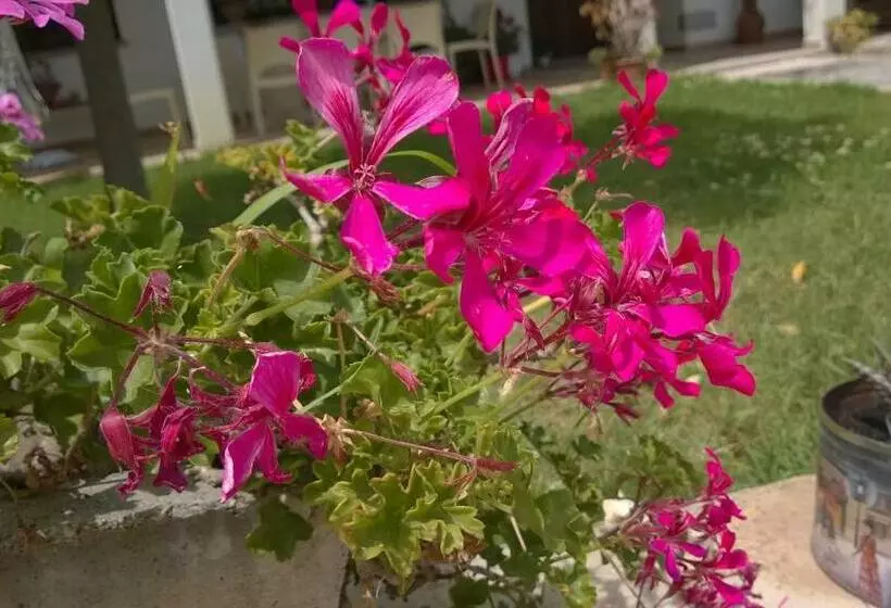 Aamiaismajoitus (B&B) Perla