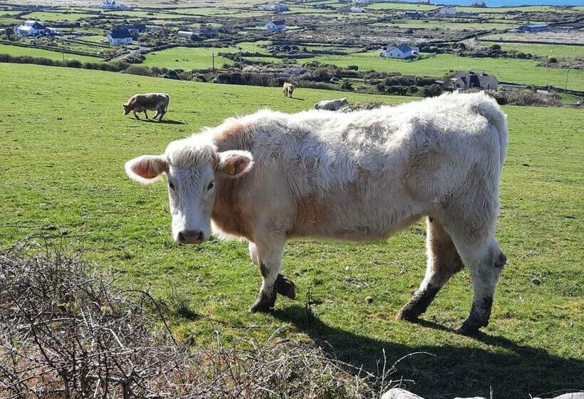 Island View Bed And Breakfast