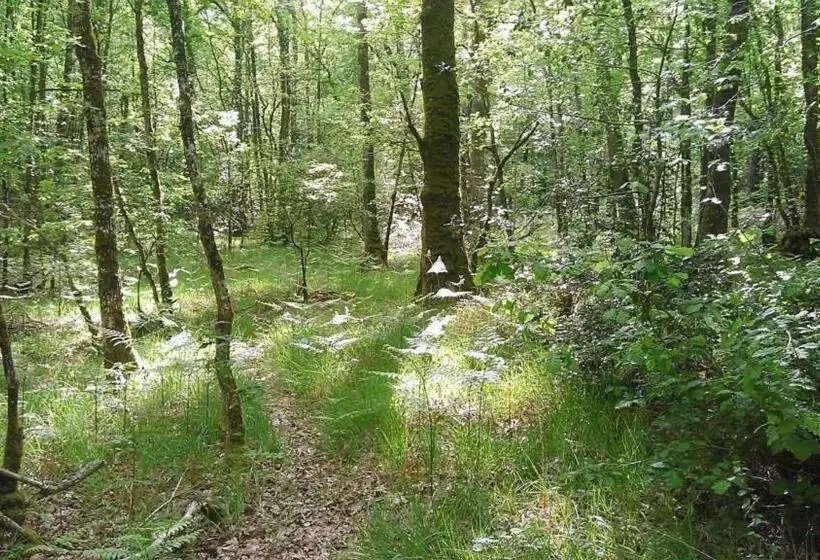 ペンション Manoir Du Tertre Au Coeur De La Forêt De Brocéliande