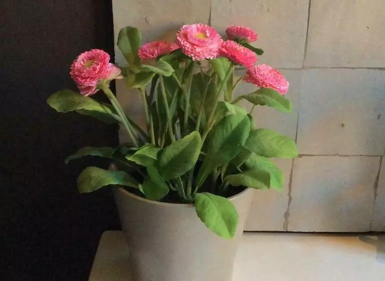 B&b De Groene Maan
