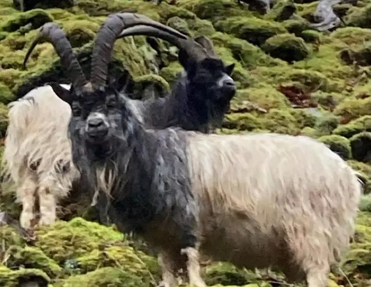 Garth Engan Private Self Contained B&b With Garden Area