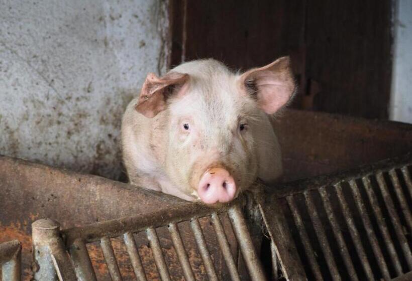 ホテル Stockreiter Vulgo Grillschmied