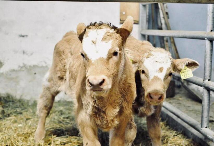 ホテル Stockreiter Vulgo Grillschmied